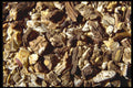 362003 Dandelion Root A4 Photo Print