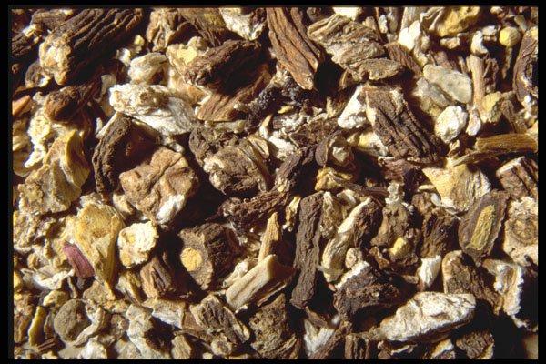 362003 Dandelion Root A4 Photo Print