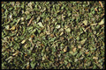 362004 Fine Herbs A4 Photo Print