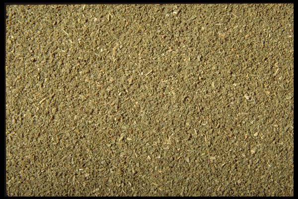 362007 Ground Basil A4 Photo Print