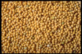 362010 Yellow Mustard Seeds A4 Photo Print