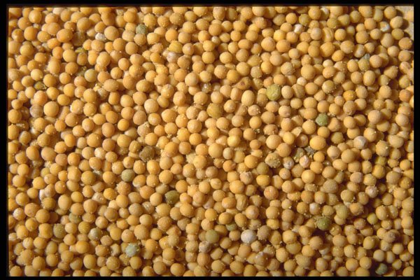 362010 Yellow Mustard Seeds A4 Photo Print
