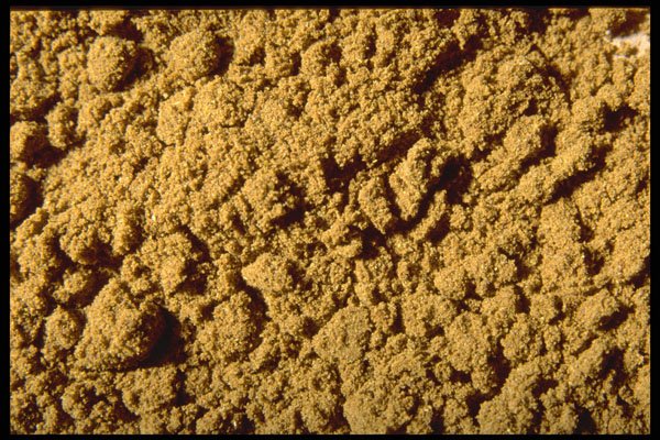 362011 Ground Celery Seeds A4 Photo Print