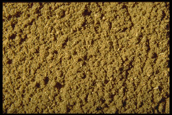 362014 Ground Cumin A4 Photo Print