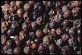 362016 Juniper Berries A4 Photo Print