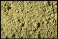 362017 Atlantic Kelp Powder A4 Photo Print