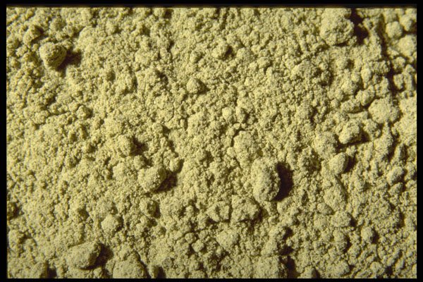 362017 Atlantic Kelp Powder A4 Photo Print