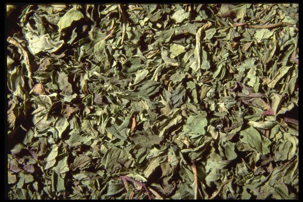 362025 Spearmint Leaves A4 Photo Print
