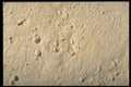 362028 Onion Powder A4 Photo Print