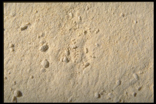 362028 Onion Powder A4 Photo Print
