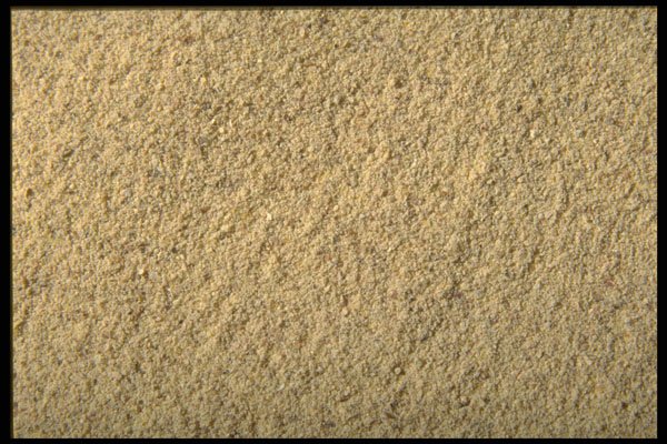362030 White Ground Pepper A4 Photo Print