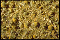 362031 Chamomile A4 Photo Print
