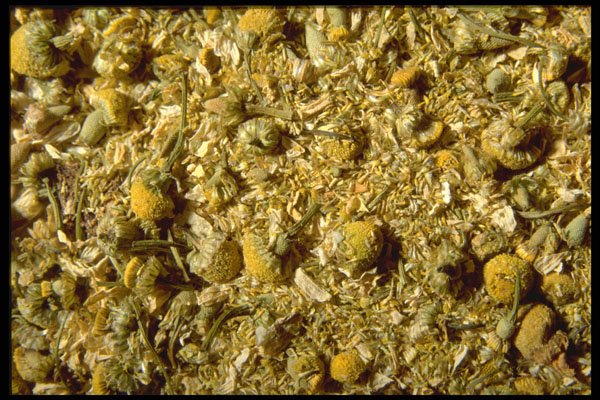 362031 Chamomile A4 Photo Print