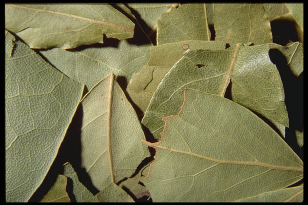 362034 Bay Leaves A4 Photo Print