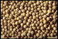 362035 Whole White Pepper A4 Photo Print