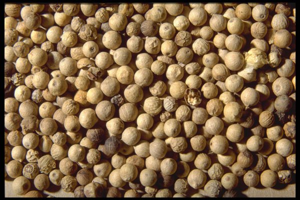 362035 Whole White Pepper A4 Photo Print
