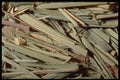 362038 Lemon Grass A4 Photo Print