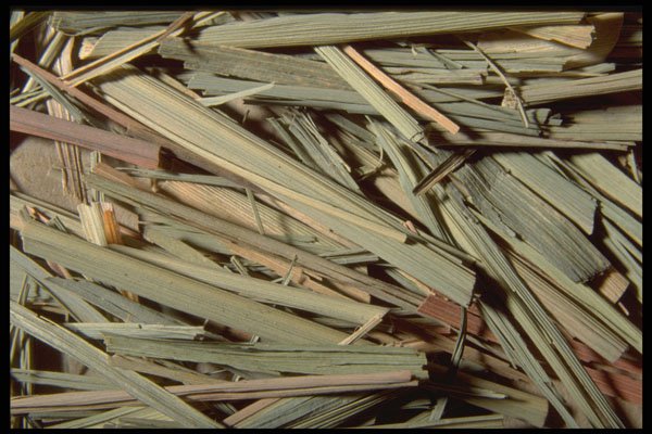 362038 Lemon Grass A4 Photo Print