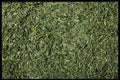 362040 Dill A4 Photo Print