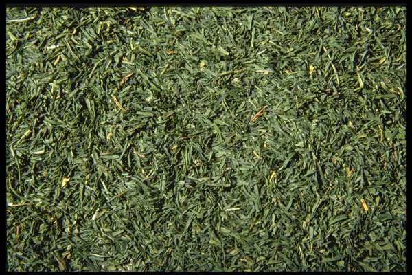 362040 Dill A4 Photo Print
