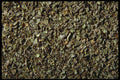 362041 Marjoram A4 Photo Print