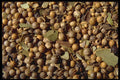362048 Pickling Spice A4 Photo Print