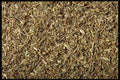 362050 Whole Thyme A4 Photo Print