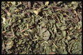 362051 Peppermint Leaves A4 Photo Print