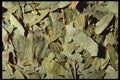 362053 Senna Leaves A4 Photo Print
