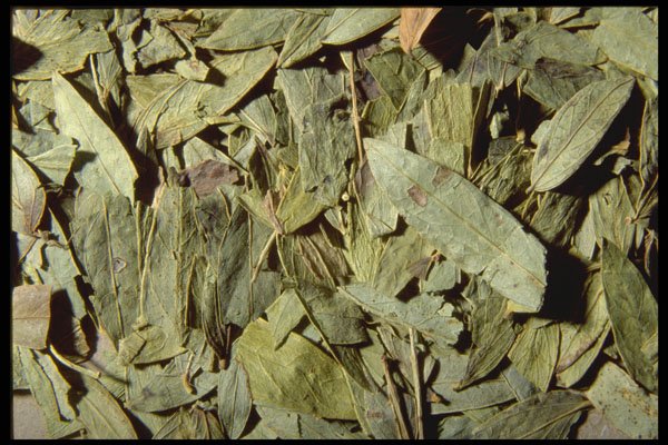 362053 Senna Leaves A4 Photo Print