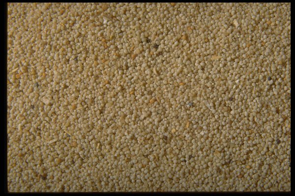 362054 White Poppy Seeds A4 Photo Print