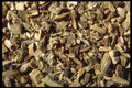 362057 Burdock Root A4 Photo Print