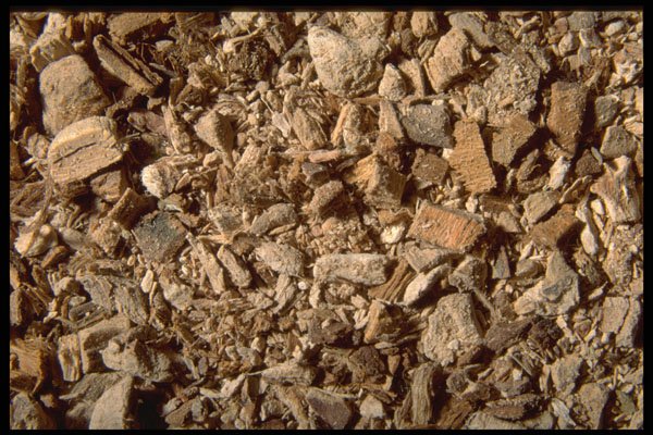 362058 Slippery Elm Bark A4 Photo Print