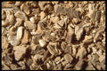 362065 Colomus Root A4 Photo Print