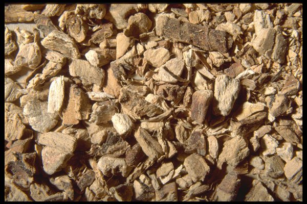 362065 Colomus Root A4 Photo Print