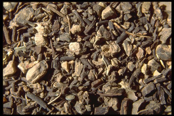 362069 Black Cohosh Root A4 Photo Print
