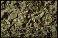 362073 Strawberry Leaves A4 Photo Print
