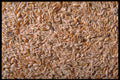 362074 Physillium Seeds A4 Photo Print