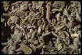 362075 Whole Sage A4 Photo Print