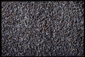362077 Blue Poppy Seeds A4 Photo Print