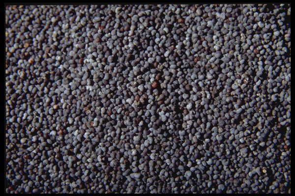 362077 Blue Poppy Seeds A4 Photo Print