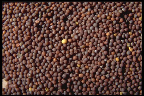 362078 Brown Mustard Seeds A4 Photo Print