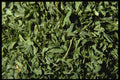 362081 Parsley Leaves A4 Photo Print