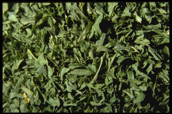 362081 Parsley Leaves A4 Photo Print