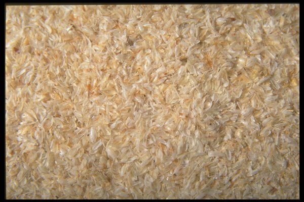 362084 Physillium Husks A4 Photo Print