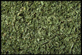 362092 Chervil A4 Photo Print