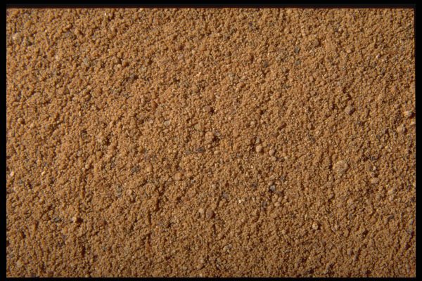 362093 Ground Nutmeg A4 Photo Print