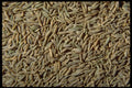 362096 Whole Cumin A4 Photo Print