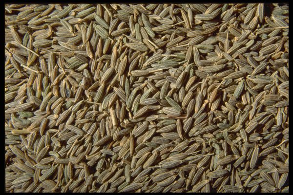 362096 Whole Cumin A4 Photo Print