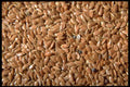 362099 Flax Seeds A4 Photo Print